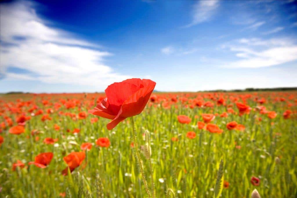 ערן שטרן | הספר “להגשים” | מימוש אישי וכלכלי